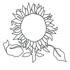 Designer Stencil - Sunflower