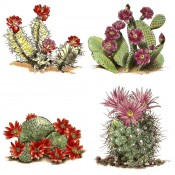 K-Ceramics decal 15350 - Cactus set