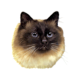 Cat Decal, Select Breed - 1.5" (No Background)