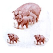 Virma decal 1180 - Sow and piglets