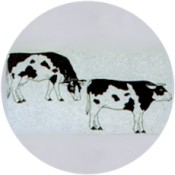 Virma decal 1610 - Grazing black and white cattle