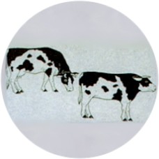 Virma 1610 Grazing black and white cattle Decal