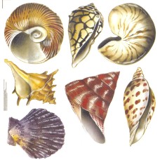 Virma 3504 Variety of Sea Shells Decal