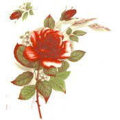 Virma decal 1006-R - Red Rose