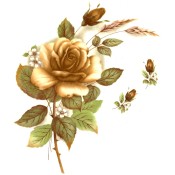 Virma decal 1006-C - Caramel Color Rose