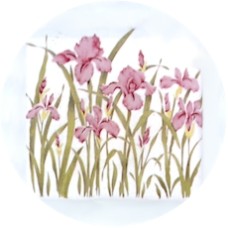 Virma 1296 Pink Iris Flowers Decal