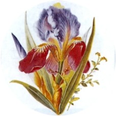 Virma 1316-E Blue/Purple Flowers - IRIS  size E Decal