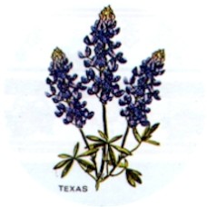 Virma 1532 Texas Blue Bell Flowers Decal