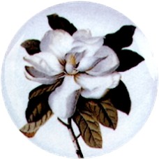 Virma 1924 White Flowers - Magnolia Decal
