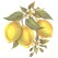 Virma 3030 Lemons Decal