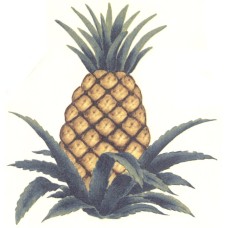 Virma 3502 Pineapple Decal