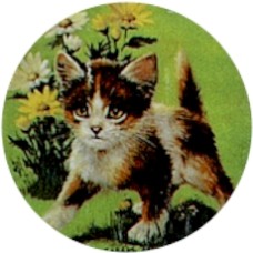 Virma 1680 Excited Kitten Decal