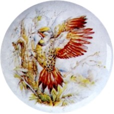Virma 1846 Northern Flicker Bird Decal
