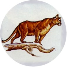 Virma 1810 Cougar on Branch Decal
