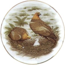 Virma 2162 Hawk family at nest Decal