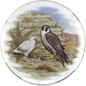 Virma decal 2164 - Falcon at nest