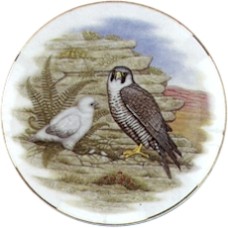 Virma 2164 Falcon at nest Decal