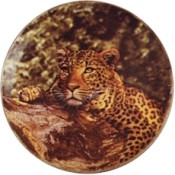 Virma decal 3006- Leopard, Adult