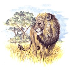 Virma 3126 Lion Decal