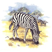 Virma decal 3132- Zebra