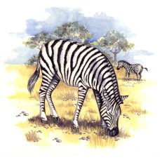 Virma 3132 Zebra Decal