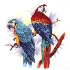 Virma 3328 Parrots Decal