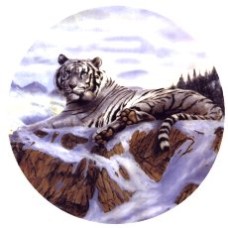 Virma 3332 White Tiger Decal