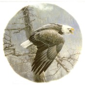 Virma decal 3068- Eagle
