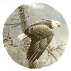 Virma 3068 Eagle Decal