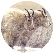 Virma 3092 Mountain Goats Decal