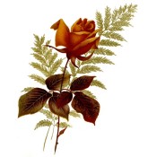 Zembillas decal 0856 - Orange Rose