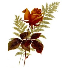 Zembillas decal 0856 - Orange Rose