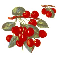 Zembillas decal 0500 - Cherries