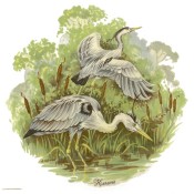 Zembillas decal 0259 - Herons