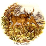 Zembillas decal 0277 - White Tailed Deer