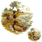 Zembillas decal 0281 - Mallard Ducks