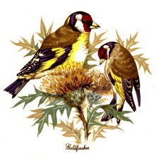 Zembillas decal 0284 - Goldfinches
