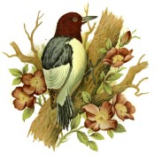 Zembillas decal 0421 - Woodpecker