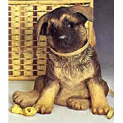 German Shepard mold