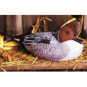 Pintail Duck mold