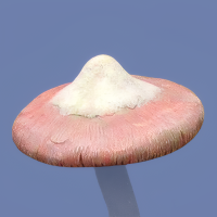 Angel Mushroom Cap Mold