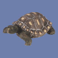 Turtle mold