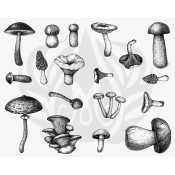 Mushrooms Silkscreen